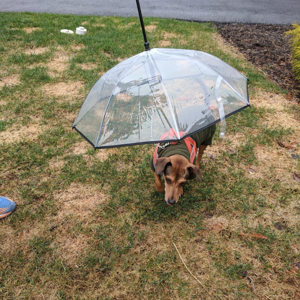 Dog Leash Umbrella