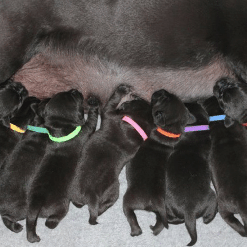 12 Color Velcro Puppy ID Bands