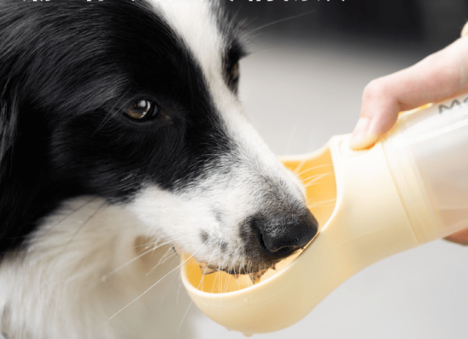 Fashion Accompanying Outdoor Dog Walking And Feeding Water Cup