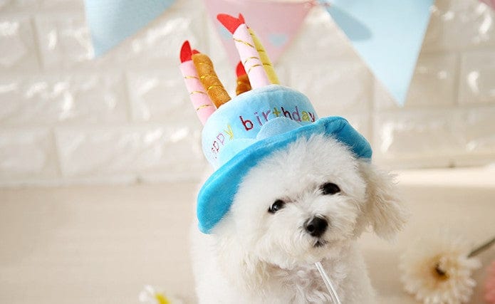 Plush Happy Birthday Cake Dog Hat