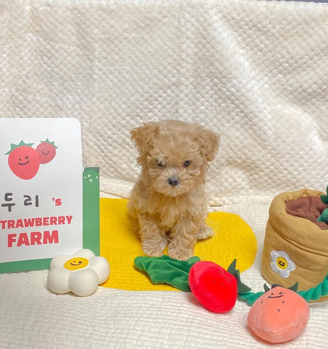 Photo Color Strawberry Potted Plant Set Tibetan Food BB Called Pull Toy